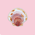 A die-cut sticker depicting an Atlantic scallop shell, shown on a solid light pink background.