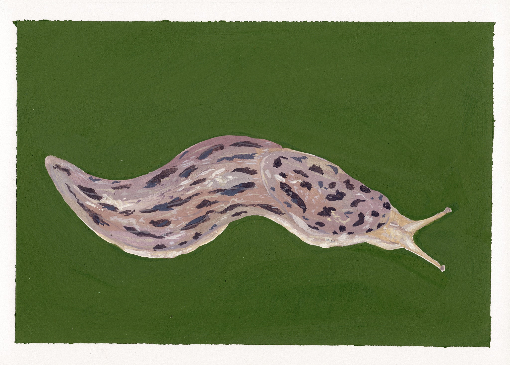 Leopard slug acrylic gouache painting with green background and white border.