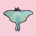 Illustration of a luna moth with green wings on a pink background