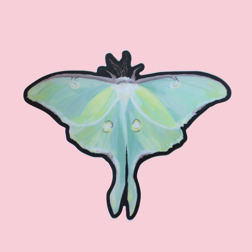 Illustration of a luna moth with green wings on a pink background