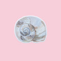 A die-cut sticker depicting a realistic spiral moon snail seashell, shown against a solid pastel pink background.
