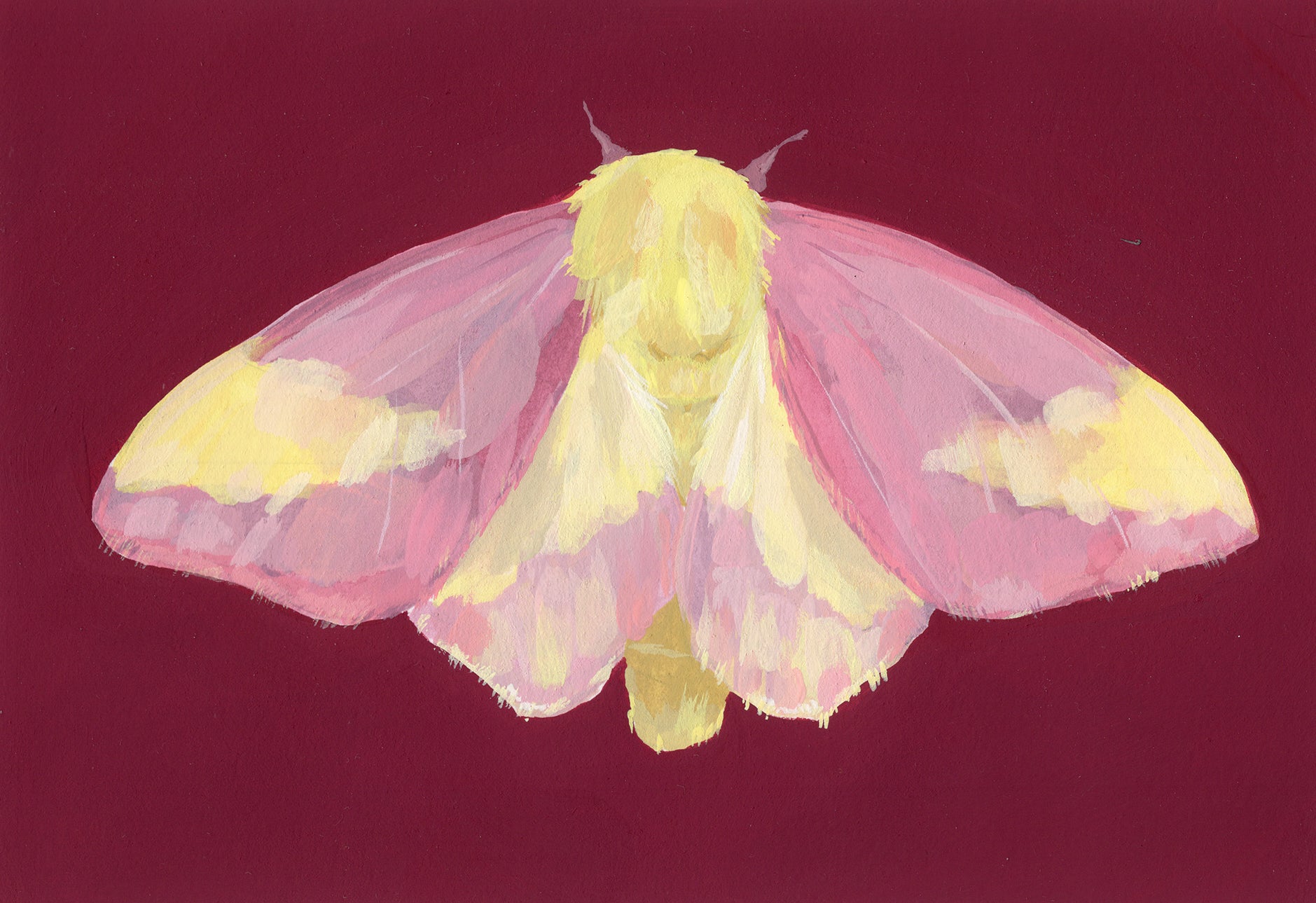 Acrylic gouache painting of a rosy maple moth on burgundy background by Stevie Sisson.