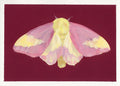 A painting of a pink and yellow rosy maple moth centered on a dark burgundy background with a white border around the artwork.