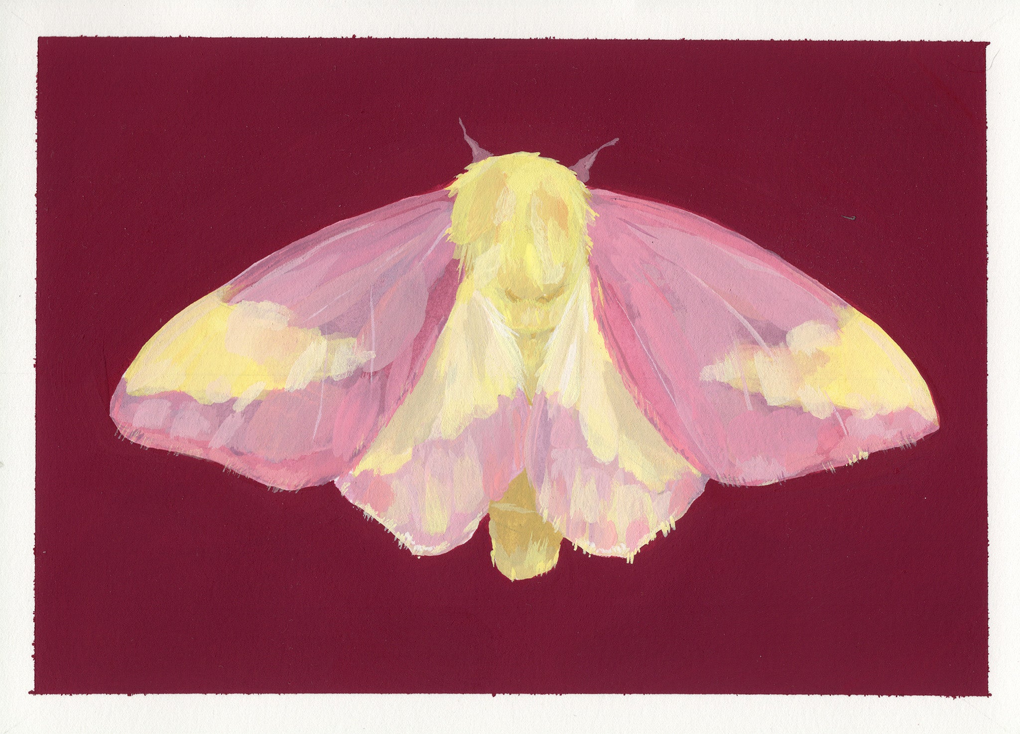 A painting of a pink and yellow rosy maple moth centered on a dark burgundy background with a white border around the artwork.